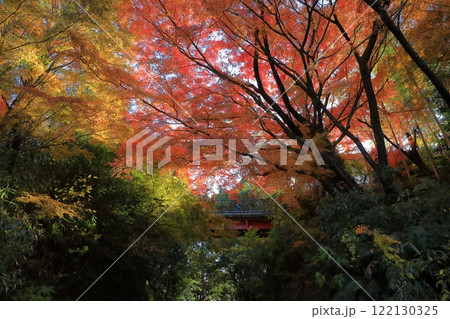 清水山の空を覆いつくす色鮮やかな紅葉の景色 清水山の空を覆いつくす色鮮やかな紅葉の景色 122130325
