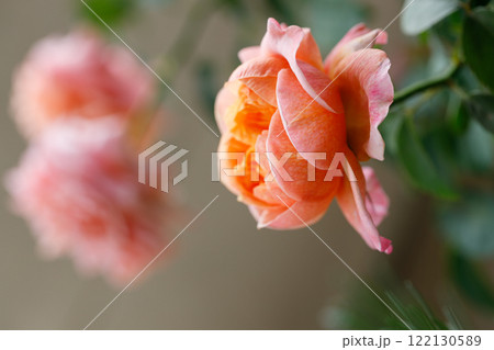 Pink orange beautiful blooming roses in garden, close up. 122130589