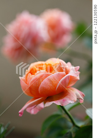 Pink orange beautiful blooming roses in garden, close up. 122130590