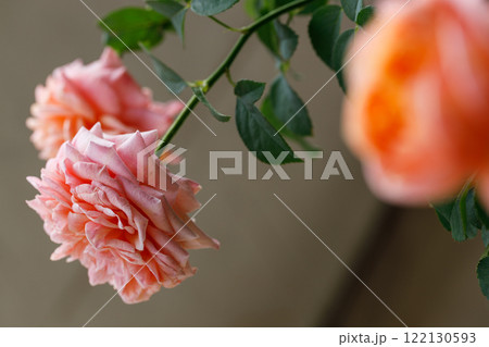 Pink orange beautiful blooming roses in garden, close up. 122130593
