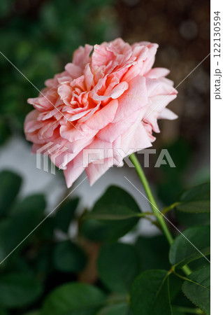 Pink orange beautiful blooming roses in garden, close up. Pink orange beautiful blooming roses in garden, close up. 122130594