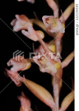 自然　植物　カゴメラン、一つの花は五ミリ足らず。斜め向きですが花弁と萼片が三つににずい柱が見える？ 122130595