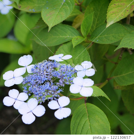 ガクアジサイ 122130657