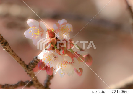 河津桜 122130662