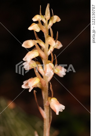 自然 植物 カゴメラン、石垣島の個体です。花の数は少し少なめ? 自然 植物 カゴメラン、石垣島の個体です。花の数は少し少なめ? 122130787