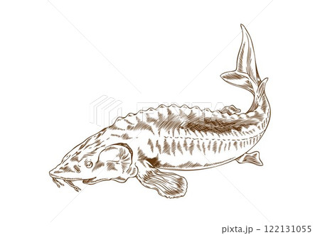 Vector image of a sturgeon in the style of a hand-drawn outline on white background. 122131055