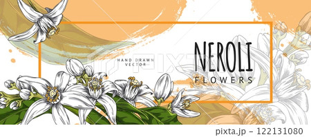 Neroli twig flowers and leaves vector hand drawn label design, Citrus tree blossom, cosmetic, perfumery medicinal plant Neroli twig flowers and leaves vector hand drawn label design, Citrus tree blossom, cosmetic, perfumery medicinal plant 122131080