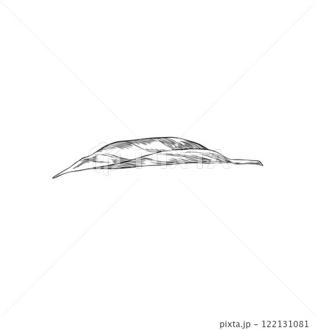 Hand drawn vector illustration of neroli leaf pencil sketch. 122131081