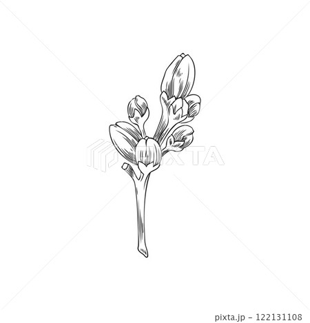 Vector illustration of black and white sketch of neroli flower buds. Vector illustration of black and white sketch of neroli flower buds. 122131108