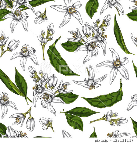 Vector illustration of neroli flower with leaves and buds in seamless pattern. 122131117