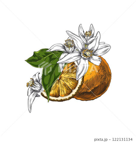 Vector illustration of whole neroli fruit and slice, flowers and leaves. 122131134
