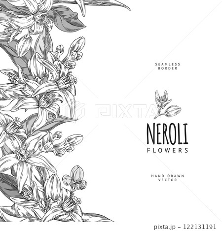 Vector seamless border with neroli flowers, made in the style of black and white sketch 122131191