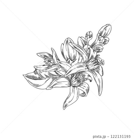 Black and white sketch of neroli flowers and leaves in vector illustration. 122131193