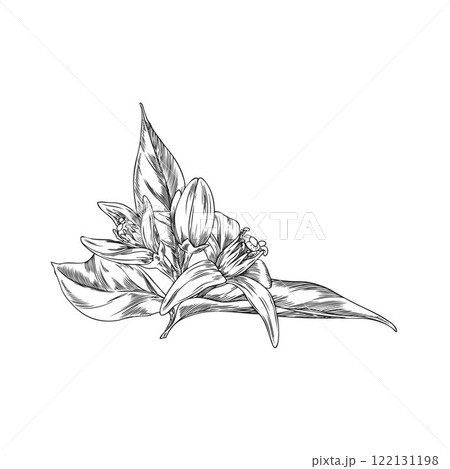 Vector illustration of neroli flower sketch with leaves on isolated background. Vector illustration of neroli flower sketch with leaves on isolated background. 122131198