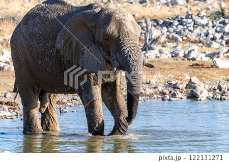 African Elephant in Etosha 122131271