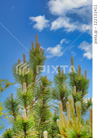 Mountain pine branches in the sky Mountain pine branches in the sky 122131411