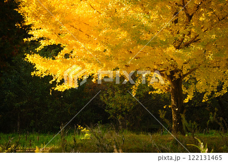 燃えるイチョウ 122131465