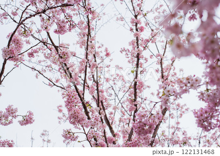 桜 桜 122131468