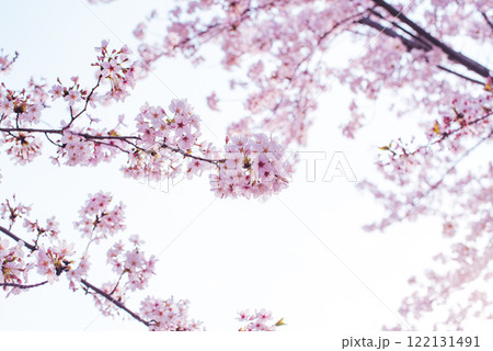 桜 桜 122131491