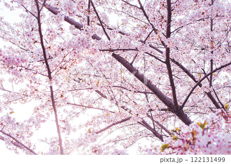 桜 122131499