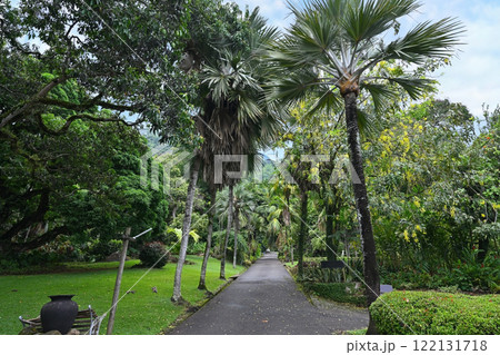 Walking path in a park with tropical vegetation 122131718