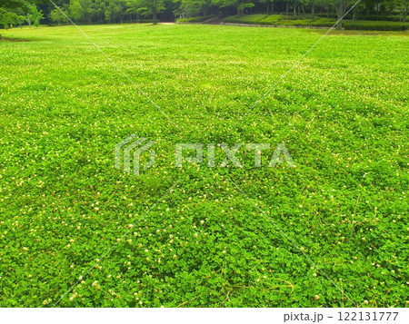 初夏の白詰め草の花咲く野原風景 初夏の白詰め草の花咲く野原風景 122131777