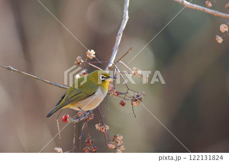 メジロ メジロ 122131824