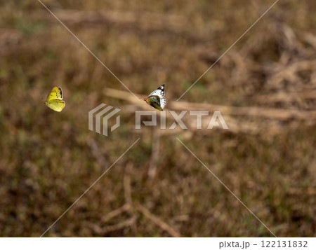 モンキチョウ 122131832