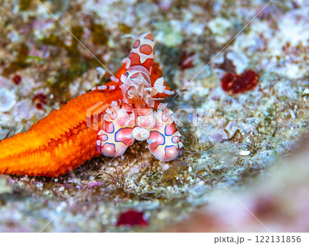 フリソデエビ 122131856