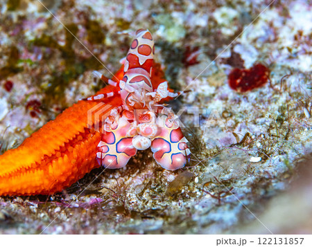 フリソデエビ 122131857