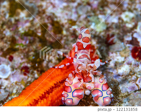 フリソデエビ フリソデエビ 122131858