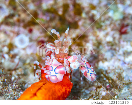 フリソデエビ 122131859