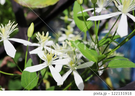 庭に植えた仙人草の白い花 庭に植えた仙人草の白い花 122131918