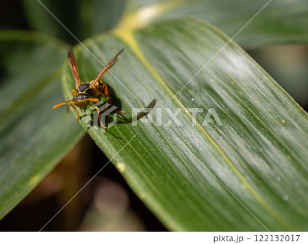 トガリフタモンアシナガバチ 122132017
