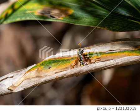 トガリフタモンアシナガバチ 122132019