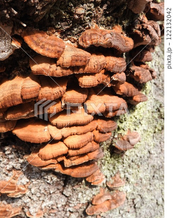 桜の幹に発生した「カワウソタケ」:冬の状態 桜の幹に発生した「カワウソタケ」:冬の状態 122132042