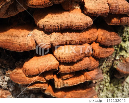 桜の幹に発生した「カワウソタケ」:冬の状態 桜の幹に発生した「カワウソタケ」:冬の状態 122132043