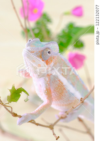 パンサーカメレオン 122132077