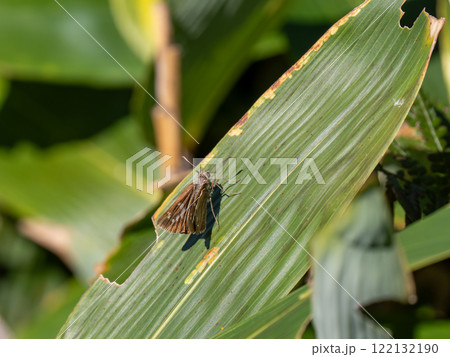 オオチャバネセセリ 122132190