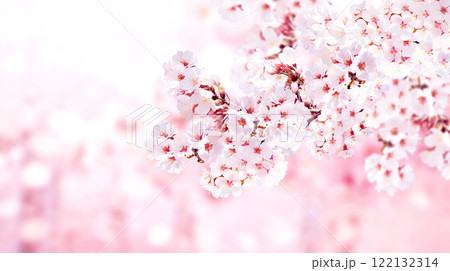 Horizontal banner with sakura flowers of pink color on sunny backdrop. Beautiful nature spring background with a branch of blooming sakura. Sakura blossoming season in Japan 122132314