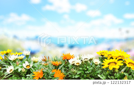 Spring wildflowers Adonis vernalis (Pheasant's eye) of yellow, white color on sunny nature spring background. Horizontal picturesque summer banner with False hellebore flower in rays of sunlight 122132317