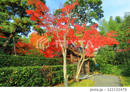 【京都府】晴天の桂離宮の紅葉（御幸門） 122132478