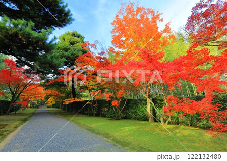【京都府】晴天の桂離宮の紅葉 122132480
