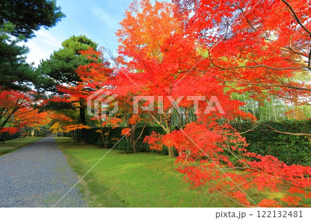 【京都府】晴天の桂離宮の紅葉 122132481