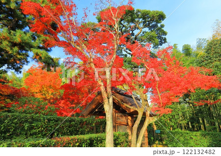 【京都府】晴天の桂離宮の紅葉（御幸門） 122132482