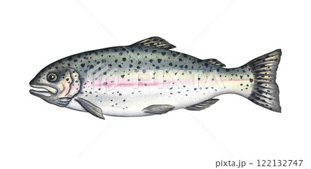 Trout fish. A hand-drawn watercolor illustration. Color image of seafood. Separate from the background. Perfect for menus, recipe books, packages, labels, invitations, and more. 122132747