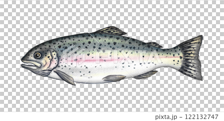 Trout fish. A hand-drawn watercolor illustration. Color image of seafood. Separate from the background. Perfect for menus, recipe books, packages, labels, invitations, and more. 122132747