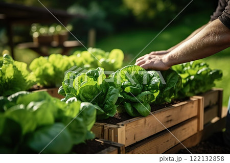 Harmony in Urban Agriculture: Wooden Raised Beds Flourish in a Modern Garden, Cultivating Plants, Herbs, Spices, and Vegetables for a Thriving Community Urban Rooftop Garden Oasis. created with 122132858