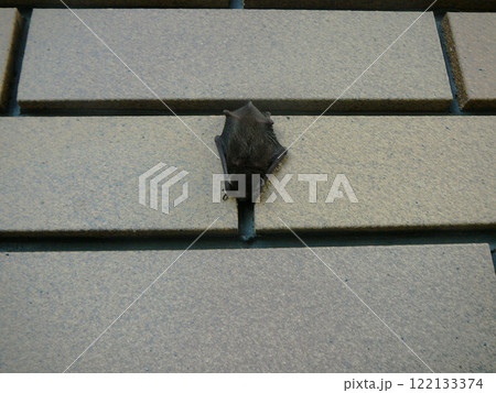 壁の隙間に張り付いた縁起の良いコウモリ 壁の隙間に張り付いた縁起の良いコウモリ 122133374