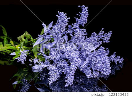 Vibrant Pink and Blue Flower Cluster on black background Vibrant Pink and Blue Flower Cluster on black background 122133435